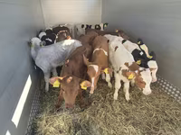 Bulle, Limousin-Kuh — Foto 1