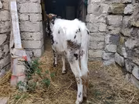 بقرة, Russian Black pied cattle — الصورة 5