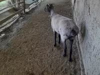 Ոչխարներ (խումբ, սեռը նշված չէ), Merino sheep — լուսանկար 5