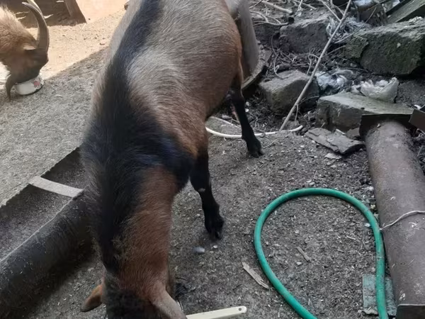 Արու այծ, Alpine goat