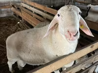 Қошқар, Assaf sheep — 1-сурет