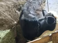 Ցուլ, Գոլշտինյան ցեղատեսակ — լուսանկար 2