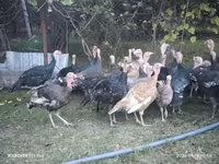 Turkeys — फ़ोटो 3