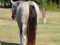 घोड़ी, Skyros Pony — फ़ोटो 7