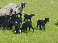 Ոչխար, Romanov sheep — լուսանկար 7