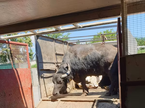 Vaca, Búfalo Africano
