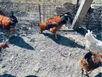 Chickens — الصورة 2