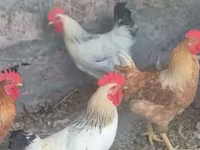 Chickens — फ़ोटो 2