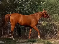 Бие, Arabian horse — 2-сурет