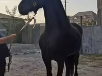 Бээ, Фриз породу — сүрөт 2
