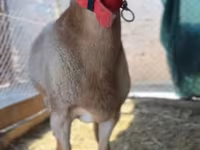 मेढ़ा, Rhon sheep — फ़ोटो 4