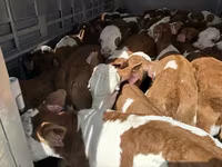 Ցուլ, Simmental cattle — լուսանկար 4