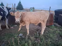 Cow, Kazakh White-headed cow — photo 7