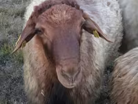 Խոյ, Blackheaded Persian sheep — լուսանկար 1