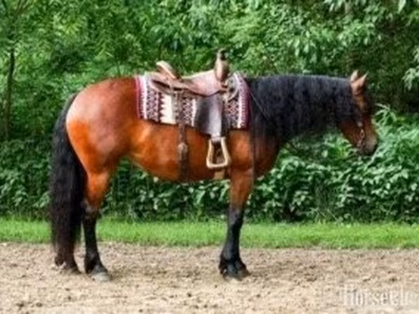 Էգ ձի, Friesian