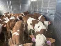 Ցուլ, Simmental cattle — լուսանկար 4