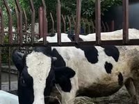 Bulle, Russian Black pied cattle — Foto 1