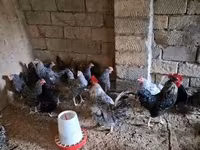 Chickens — الصورة 1