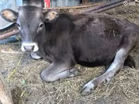 Bull, Cattle — photo 1