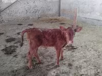 Կով, Red Estonian cattle — լուսանկար 3