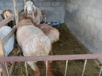 Ram, Rhon sheep — photo 2