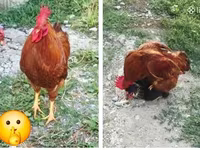 Chickens — լուսանկար 5