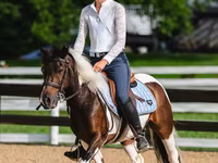 公马, Pinto horses — 照片 7