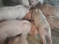 Boar, Pigs — photo 1