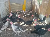 Turkeys — photo 4