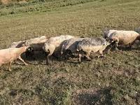 Ոչխար, Ոչխարներ — լուսանկար 2