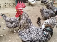 Chickens — Foto 4