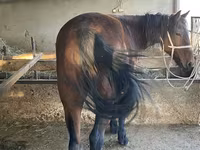 Cavalo, Tatar horse — foto 3