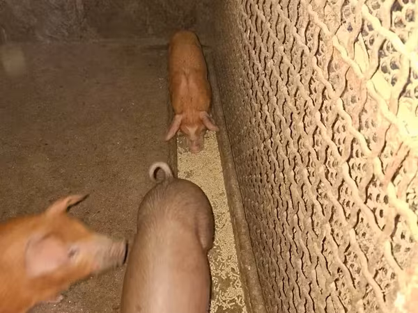 Էգ խոզ,  — Հայաստան