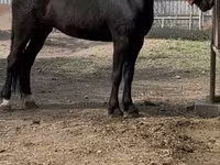 Էգ ձի, Orlov Trotter — լուսանկար 1