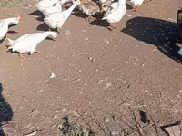 Կուբան — լուսանկար 2