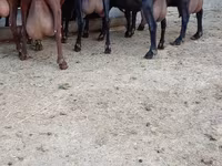 Էգ այծ, Murcia-Granada goats — լուսանկար 3