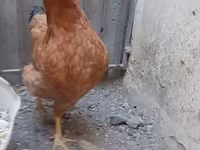 Chickens — الصورة 2