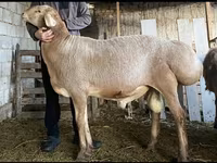 公羊, Hissar sheep — 照片 3