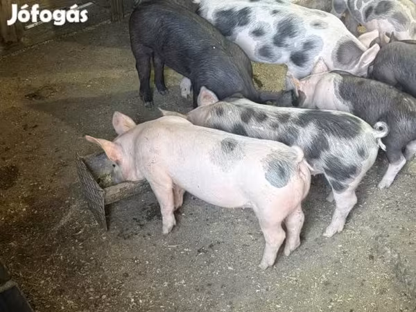 Sow, Pigs