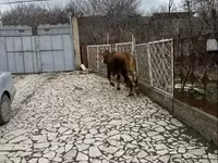 Kuh, Simmental cattle — Foto 3