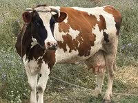 Vaca, Ganado vacuno — foto 5