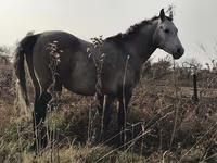 Айғыр, Arabian horse — 5-сурет