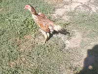 Chickens — photo 3