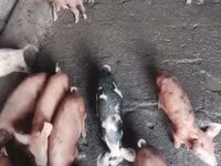 Sow, Pigs — photo 5