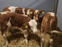 牛只（批次，未指定性别）, Simmental cattle — 照片 3