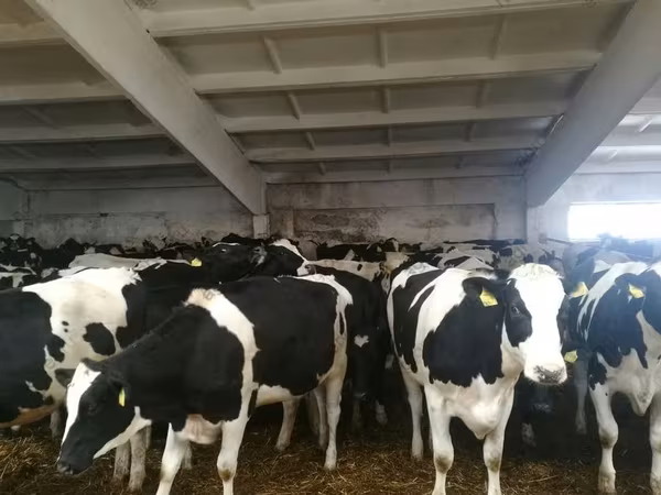 Cow, Holstein breed