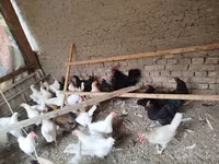 Ayam Cemani — Foto 2