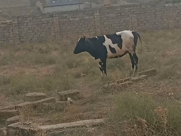 गाय, Russian Black pied cattle