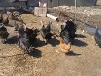 Turkeys — լուսանկար 2