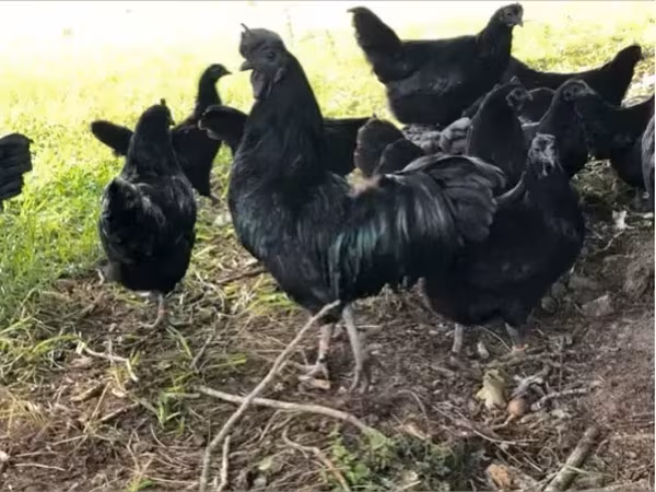 Chickens — Հայաստան
